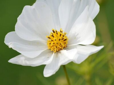 cosmea, cosmos, flower, white flower, nature, gardening, bloom, garden, detail, rural, summer, beautiful, countryside scene, background, soft, quality, photography, pure, decoration, simplicity, green