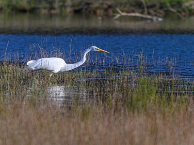 great egret, eastern great egret, egret, white, animal, wildlife, ornithology, long-necked, wader, wetland, lake, nature, feathers, beak, australia, bird, feeding, river, photography, heron, pale white, ardea alba modesta