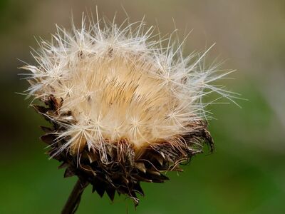 artichoke, wilted, dry, seed, fluff, dried flowers, nature, close-up, contrast, plant, gardening, ephemerality, decay, autumn, curls, background, visible textures, fluffy, vibrant vegetation, diffused light