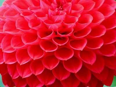 dahlia, red, flower, petals, nature, garden, beauty, botany, decorative, vibrant color, summer, floral decoration, detail, texture, intense, clear, natural, brilliant, horticulture
