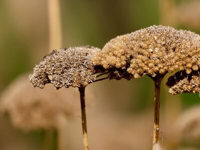 dried flowers, nature, detail, macro, black and brown, autumn, close-up, dry leaves, wilted, natural textures, natural color palette, texture, earthy tones, natural environment, inanimate nature, ochre, decay, season, nature art, tranquility