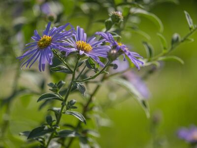 purple flowers, macro photography, nature, summer, gardening, growth, natural beauty, sunlight, soft bokeh, outdoors, agriculture, green, cheerful, petal, purple, rural, beauty, botany, wild, twig