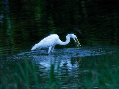 egret, fishing, lake, wilderness, waterbird, stance, prey, reflection, silence, pond, nature, catching fish, bird of prey, tranquil, environment, white feathers, bow, pickado, intruder, disgrace