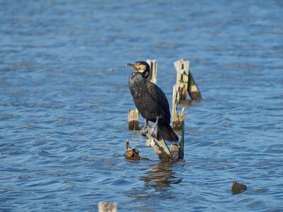 cormorant, bird, wildlife, nature, beak, birdwatching, feathers, lake, perched, blue, plumage, ornithological, waterbird, lookout, fisherman, solitary, hunting bird, pose, natural scenery