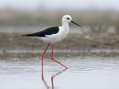 stilt, nature, fauna, shore, meadow, wetland, wading bird, black and white, red legs, mud, lake, valley, bird watching, wildlife, bird, ornithology, feeding, magical, environment