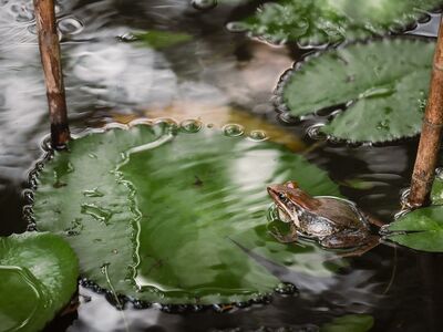 frog, water lily, pond, nature, leaf, green, aquatic, observation, ecosystem, wildlife, wetland, habitat, peaceful, reflection, amphibian, calm, froggy, mirroring, aquatic plant, pool