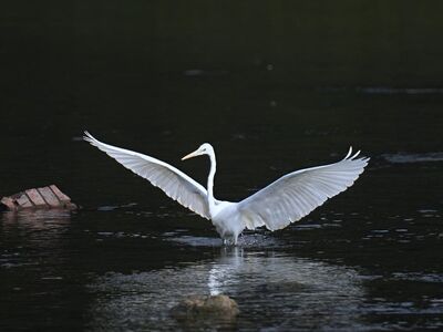 egret, bird, flight, wings, water, nature, animal, lake, wild, spread, graceful, white, hunt, reflection, echo, source, channel, mirror, glow, fishing