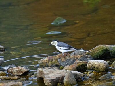 bird, stream, stones, feathers, nature, water, wagtail, environment, asian, calm, adventure, asian bird, sunset, peaceful setting, surroundings, rock, asian nature, wildlife, balance, frequency
