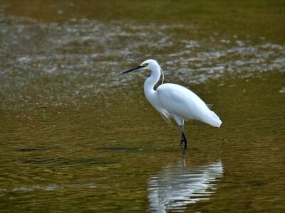 heron, bird, animal, aesthetic, wetland, korea, white, nature, reflection, water, brown, wing, feather, elegant, calm, soothing, wild, stand