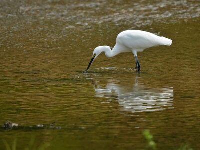 bird, heron, ecology, serenity, reflection, fishing, natural, environment, river, biology, hunting, wing, white, nature, feathered, wildlife, lake, natural habitat, calm, ornithology