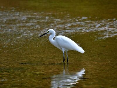 heron, bird, animal, river, feather, wing, reflection, nature, water, korea, snipe, lake, wilderness, ornithology, serenity, wildlife, hunter, purity