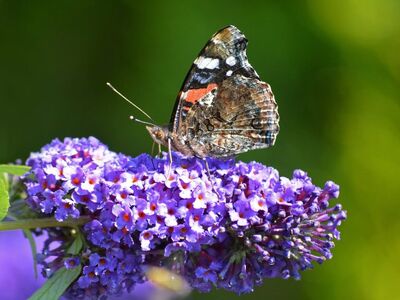 butterfly, vanessa atalanta, insect, nature, fauna, summer, close-up, entomology, butterfly bush, closer view butterfly, admiral butterfly, garden plant, nature wallpaper, black and red color, flowering plant, butterfly garden, butterfly wings, ornamental gardening, wildlife