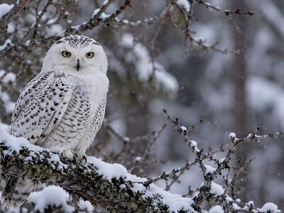 owl, bird, nature, wildlife, feathers, predator, ornithology, plumage, winter, snow, landscape, cold, frozen, forest, snow-covered, hunter, beauty, white, looking out