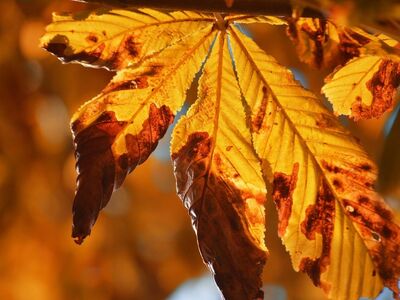 chestnut leaves, autumn, foliage, orange colors, nature, autumn mood, leaf veins, lighting, fallen leaves, warm colors, background, nature wallpaper, beauty of nature, seasonal change, autumn leaves, natural textures, artistic photography, natural atmosphere, leaf texture