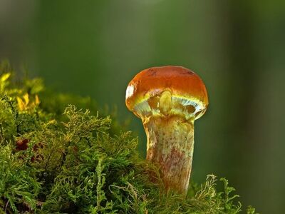 mushroom, moss, nature, forest, mycology, ecosystem, autumn, green, solitude, soil, moist, quiet, environment, details, light, organic, calm, fresh, natural beauty, plant