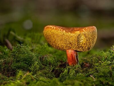 mushroom, moss, forest floor, nature, mycology, autumn, forest ecosystem, biotope, environment, ecology, fern, soil, macro photography, bolete, natural environment, spores, symbiosis, wild nature, mushroom foraging, fragile, macro