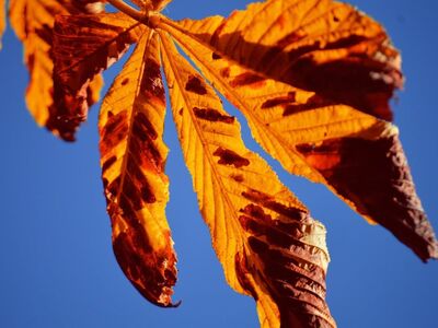 chestnut leaf, autumn, nature, autumn colors, leaf, blue sky, orange, leaf veins, landscape, autumn theme, hd wallpaper, texture, light, sunlight, yellow, nature photography, desktop wallpaper, outdoor, plant, detail, shadow, nature scene