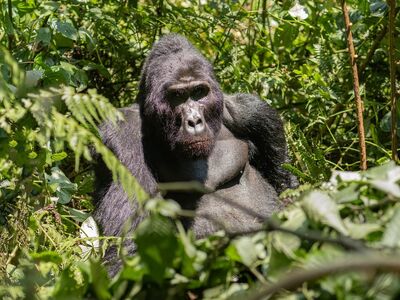gorilla, jungle, nature, uganda, rainforest, wildlife, animal, green, dense, male, black, strong, eyes, grass, rest, habitat, gorilla mountains, protection, portrait, alertness, pose