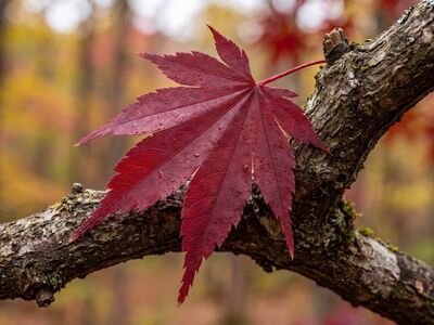maple leaf, autumn, red color, natural texture, forest, tree branches, raindrops, wet leaves, countryside, nature's beauty, japanese maple, nature, broad leaf, fall foliage, nature details, outdoor environment, weather, tranquility, botany, rainy weather, green background