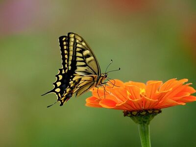 butterfly, zinnia, macro, wings, nature, free wallpaper, wallpaper 4k, free background, garden, cool backgrounds, closeup, wallpaper hd, insect, colorful, 4k wallpaper, background, bright colors, 4k wallpaper 1920x1080, outdoors, iris, sharp, laptop wallpaper, beautiful wallpaper, hd wallpaper, summer, wildflowers, desktop backgrounds, pollination, full hd wallpaper, mac wallpaper, agriculture, decorative, windows wallpaper, spotted, outdoor beauty