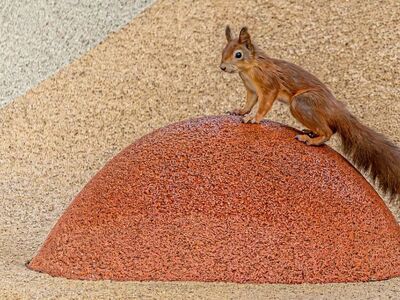 squirrel, red squirrel, rodent, wildlife, animal, furry, tail, cute, surface, urban wildlife, rubber, mound, standing, background, nature, texture, playful, alert
