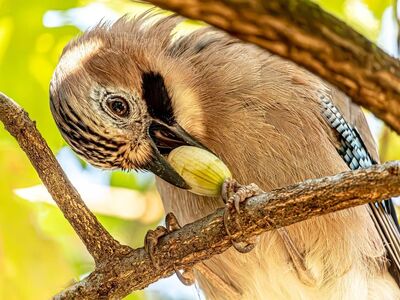 eurasian jay, bird, wildlife, acorn, forest, branch, feeding, detailed, macro, close-up, feathers, sunny, beak, nature, tree, background, beauty, jay, animal, sunlight, colorful