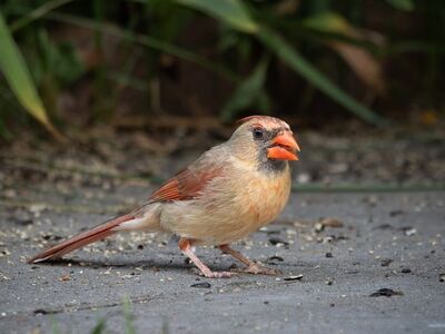 northern cardinal, male bird, wildlife, bird on ground, nature, beak, feathers, green background, garden, pavement, bird feeding, foraging, in spring, female bird, outdoors, bird, animal portrait, movement, backyard, amongst leaves
