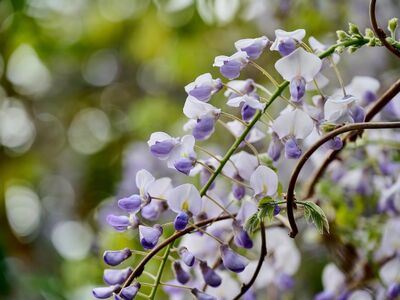 wisteria, lilac, purple flower, hanging flowers, blossom, spring, vine, climbing plant, garden, delicate, botanical, nature, closeup, macro, bokeh, soft light, inflorescence, flowering plant, natural scenery, garden design