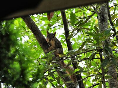 squirrel, tree, nature, wildlife, rodent, mammal, wild, bark, branch, leaves, cute, canopy, forest tree, observation, fauna, forest, green, summer, ecosystem, fresh, peaceful