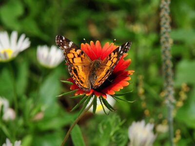butterfly, nature, insect, flower, pollination, summer, orange, red, beautiful flowers, wings, flower wallpaper, winged, flower background, macrophotography, garden, natural, close-up, vibrant, landscape, diversity, colorful