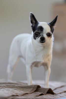 chihuahua, pet, puppy, white, black, cute, indoors, standing, portrait, domestic, companion, eye patch, looking, gaze, small dog, loyal, furry, tiny, affectionate, homely atmosphere