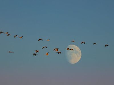 birds, flight, moon, blue sky, formation, evening, nature, migration, dusk, distance, aligned, east, scenery, tranquility, journey, spiritual, silhouette, parade, life cycle, freedom, calm, Zingst, Germany, Mecklenburg-Vorpommern