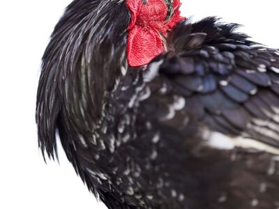 rooster, sleeping, black, feathers, red comb, domestic, animal, close-up, relaxation, white background, sitting, young, poultry farming, comb, profile, nature, peace, beak, avian, farm