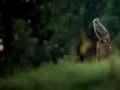 buzzard, bird of prey, nature, wildlife, fence post, evening light, forest, green background, bokeh, bird, europe, wooden post, perched bird, raptor, germany, shot, free-flying, harrier, predator