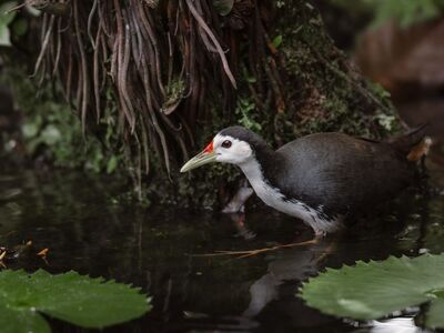 white-breasted waterhen, mac wallpaper, laptop wallpaper, free background, pond, wetland, wallpaper hd, lily pad leaves, shallow water, natural habitat, full hd wallpaper, hd wallpaper, calm mood, nature, nature background, wildlife, beautiful wallpaper, free wallpaper, wild bird, green plants, water bird, birds, nature photography, background, wallpaper, desktop backgrounds, nature wallpaper, home image, wild, 4k wallpaper, cool backgrounds, windows wallpaper, beautiful nature, wallpaper 4k, 4k wallpaper 1920x1080, natural photography, bird handling