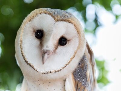 owl, bird, fauna, nature, wildlife, ornithology, heart-faced owl, feathers, cute, tree leaf, birdwatching, raptor, white, camouflage, animal, beautiful, close-up, day, outdoor