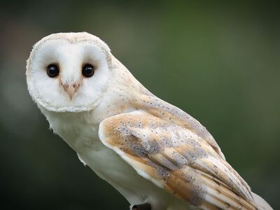 owl, barn owl, bird, animal, wildlife, nature, night, feathers, gaze, eyes, nocturnal, focus, portrait, sharpness, detail, head position, owl stare, raptor