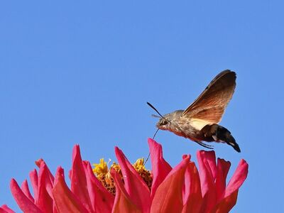 hummingbird, zinnia, flower, sky, insect, macrophotography, wings, nature, color, flying, clear sky, sunny, insect on flower, summer scene, wildflower, red flower, day, natural beauty, spring