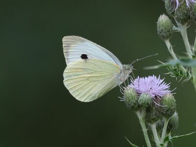 butterfly, insect, nature, cabbage white, plant, nectar, pollination, flower, wings, summer, yellow, macro, entomology, detail, color, natural, zoology, natural world, biology, fragile