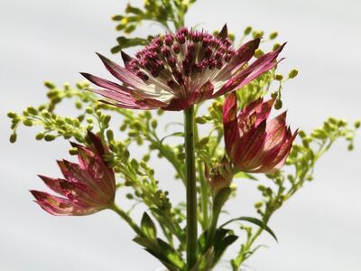 masterwort, flower, pink, nature, macro, details, beauty, season, petal, plant, floral platter, flower varieties, botany, greenery, natural beauty, nature art, color, small-flowered