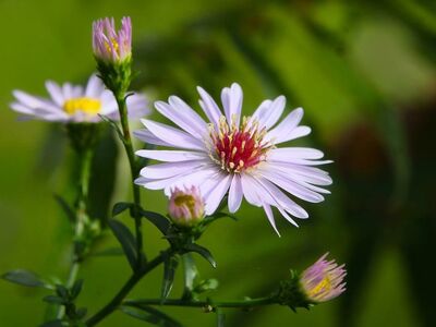 asters, purple, garden, blooming, nature, green, summer, macro, details, bright colors, beautiful flowers, horticulture, outdoor, mediterranean, sunny, ornamental, cosmetic, lovely, foliage