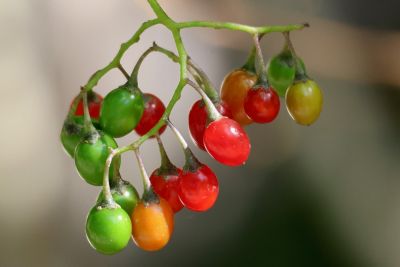 bittersweet nightshade, green berries, red berries, ripeness, natural poison, toxic, colorful fruits, nature, fruits, garden plant, summer, bright, green, leaves, unripeness, color shades, poisonous berries, solanum, poison, garden, variety