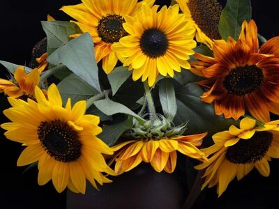 sunflower, bouquet, vase, still life, autumn, dark, background, ornament, emotion, composition, beauty, decoration, nature, leaf, yellow, art, blossom, floral, romance, atmosphere