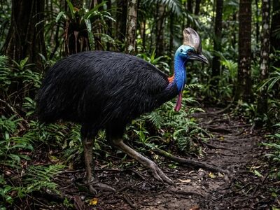 cassowary, bird, jungle, nature, crest, dangerous, dinosaur, talons, rainforest, exotic, feathers, australia, natural habitat, evolution, helmet, wild, large bird, blue neck, ecotourism