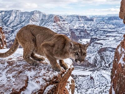 puma, mountain lion, snow, winter, nature, canyon, predator, comfort, alert, stealth, hunting, fur, shine, descend, panorama, wilderness, rock, peak, steel, wild
