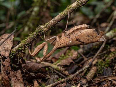 mantis, mimicry, camouflage, brown, dried leaf, insect, forest floor, leaf, veins, stealth, nature, brownish, animal, bark, natural environment, wildness, soil, early, life cycle