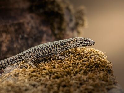 lizard, nature, reptile, fauna, close-up, rock, stone, scales, insectivore, animal, wild, warmth, scaly, spotted, green