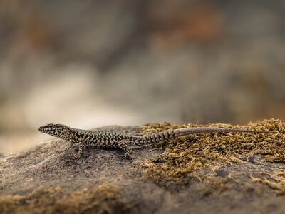 wall lizard, reptile, nature, creature, rock, scaly, closeup, wildlife, insectivore, terrain, lizard, scaled reptile, fauna, animal, basking, ecology, camouflage, natural habitat, natural camouflage