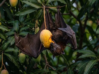 bat, fruit bat, giant, mango, eating, hang, upside down, wings, eyes, tree, jungle, nocturnal, animal, nature, flying fox, branches, wilderness, mammal