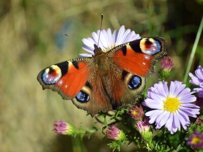 butterfly, asters, garden, autumn, nature, entomology, pollination, wings, purple, august, animal, insect, colorful, fly, beauty, vibrancy, light, pollen, macro, ornamental plant